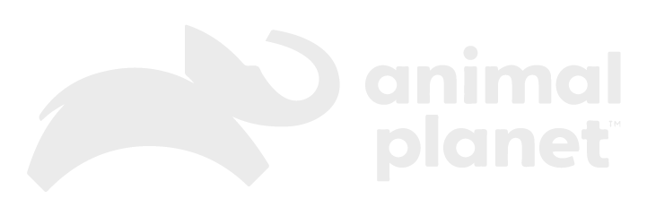 Animal Planet